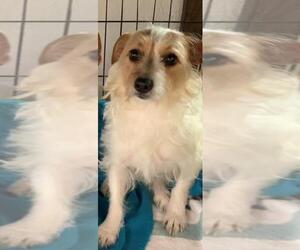 Jack Russell Terrier Dogs for adoption in Cottonwood, AZ, USA