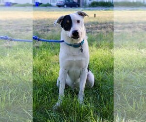 Retriever -Unknown Mix Dogs for adoption in Grantsville, UT, USA