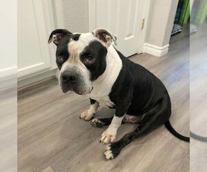 Mutt Dogs for adoption in Las Vegas, NV, USA