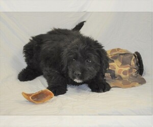 Labradoodle Dogs for adoption in Silver Spring, MD, USA