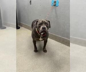 Mastiff-Unknown Mix Dogs for adoption in Las Vegas, NV, USA