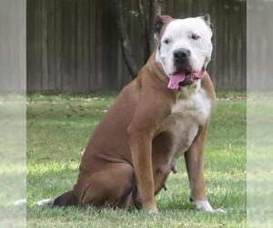 American Bulldog Dogs for adoption in Lafayette, LA, USA