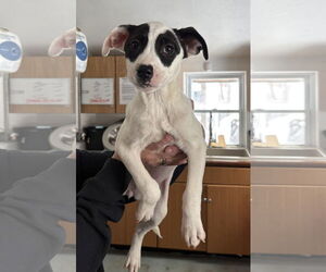 Labrador Retriever-Unknown Mix Dogs for adoption in Sterling, MA, USA