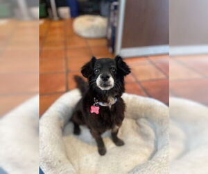 Chihuahua-Unknown Mix Dogs for adoption in San Diego, CA, USA