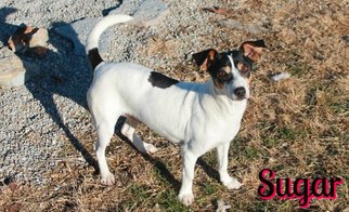 Jack Russell Terrier Dogs for adoption in Houston, MO, USA