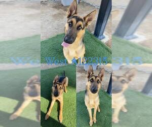 German Shepherd Dog Dogs for adoption in HESPERIA, CA, USA
