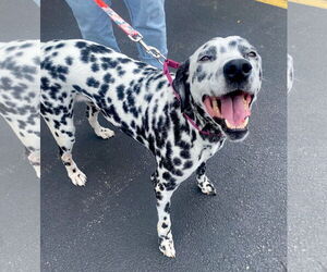 Dalmatian Dogs for adoption in GILBERTS, IL, USA