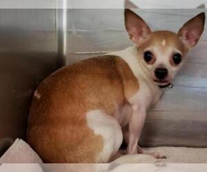 Chihuahua Dogs for adoption in Tavares, FL, USA