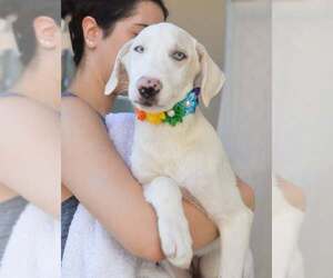 Great Pyrenees-Unknown Mix Dogs for adoption in McKinney, TX, USA