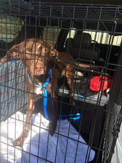 Medium Photo #1 German Shorthaired Pointer Puppy For Sale in Menlo Park, CA, USA