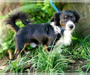 Chion Dogs for adoption in Marrero, LA, USA