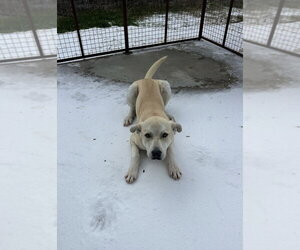 Anatolian Pyrenees Dogs for adoption in Oak Bluffs, MA, USA