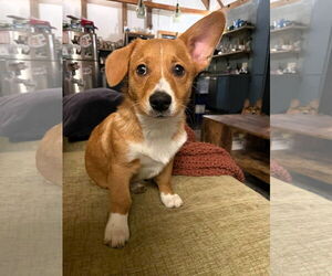 Mutt Dogs for adoption in Shelburne, VT, USA