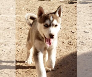 Siberian Husky Dogs for adoption in Peralta, NM, USA