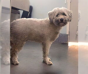 Poodle (Miniature) Dogs for adoption in Pasadena, CA, USA