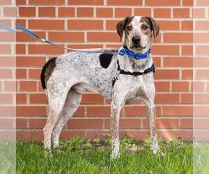 Bluetick Coonhound-Unknown Mix Dogs for adoption in St. Louis Park, MN, USA