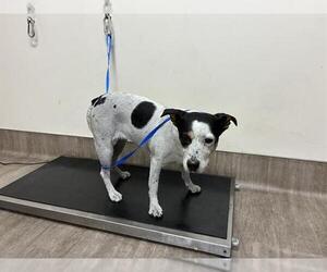 Rat Terrier Dogs for adoption in Pasadena, CA, USA