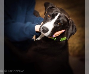 Lab-Pointer Dogs for adoption in Bridgewater, NJ, USA