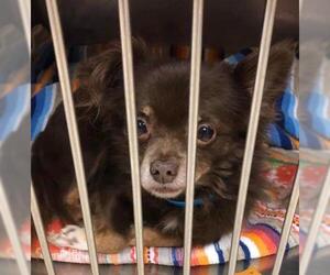 ShiChi Dogs for adoption in Livonia, MI, USA