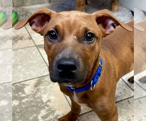 Mutt Dogs for adoption in Jefferson, WI, USA