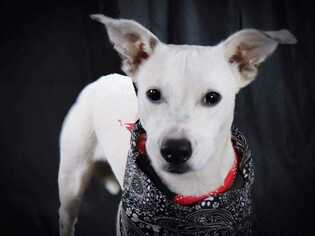 Basset Hound-Jack Russell Terrier Mix Dogs for adoption in Bronx, NY, USA