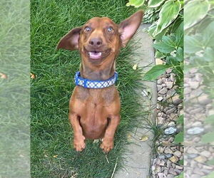 Dachshund-Unknown Mix Dogs for adoption in Salt Lake City, UT, USA