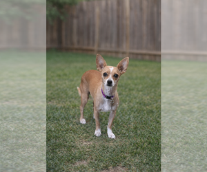 Chihuahua Dogs for adoption in Menifee, CA, USA