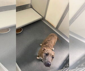 American Pit Bull Terrier-Unknown Mix Dogs for adoption in Glen Allen, VA, USA