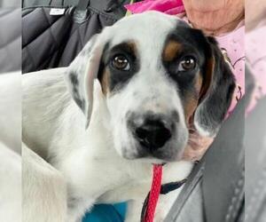 Border Collie-English Setter Mix Dogs for adoption in Ramsey, NJ, USA