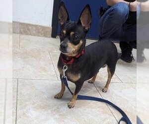 Chihuahua Dogs for adoption in Galveston, TX, USA