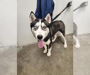 Siberian Husky Dogs for adoption in Rosenberg, TX, USA