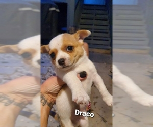 Chi-Corgi Dogs for adoption in Winder, GA, USA