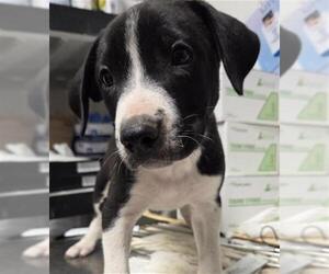 Australian Kelpie Dogs for adoption in Bakersfield, CA, USA