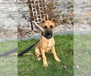 German Shepherd Dog-Unknown Mix Dogs for adoption in New London, WI, USA