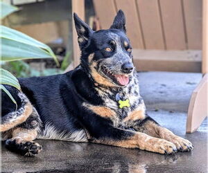 Mutt Dogs for adoption in Paso Robles, CA, USA