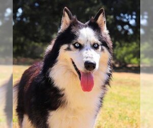 Alaskan Malamute Dogs for adoption in Waco, TX, USA