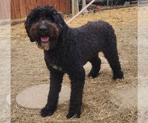 Aussiedoodle Dogs for adoption in Wetumpka, AL, USA