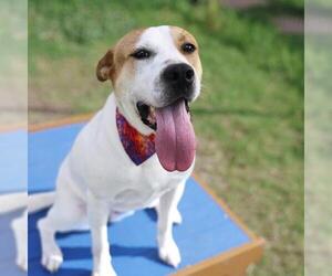 Mutt Dogs for adoption in San Antonio, TX, USA