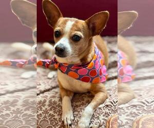 Cheagle Dogs for adoption in San Francisco, CA, USA