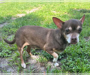 Chihuahua-Unknown Mix Dogs for adoption in Sanford, FL, USA