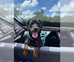 Rottweiler Dogs for adoption in Tampa, FL, USA