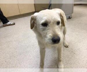 Mutt Dogs for adoption in Riverside, CA, USA