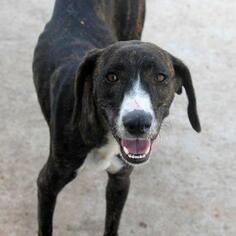 Plott Hound Dogs for adoption in Seminole, OK, USA