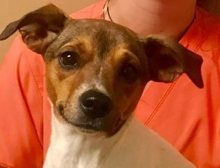 Jack-Rat Terrier Dogs for adoption in Canton, CT, USA