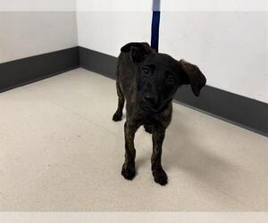 Labrador Retriever-Unknown Mix Dogs for adoption in Corona, CA, USA