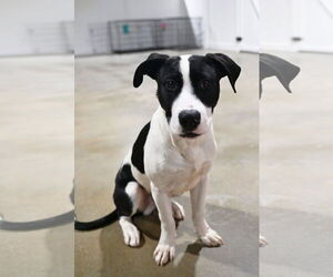Mountain Cur-Pointer Mix Dogs for adoption in Alexander, AR, USA