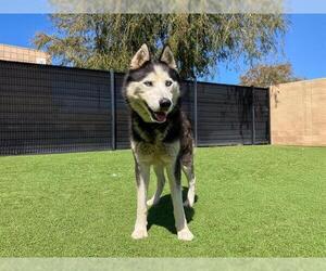 Siberian Husky Dogs for adoption in Orange, CA, USA
