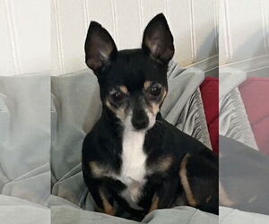 Chihuahua Dogs for adoption in Pacolet, SC, USA