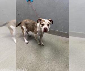 American Pit Bull Terrier-Unknown Mix Dogs for adoption in Las Vegas, NV, USA