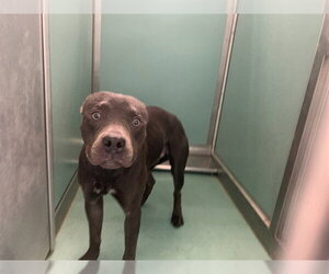 Mutt Dogs for adoption in Moreno Valley, CA, USA